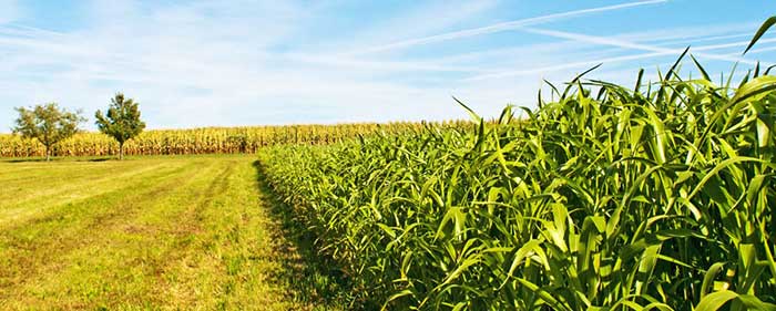 corn grows in the filed with blue sky and sunshine