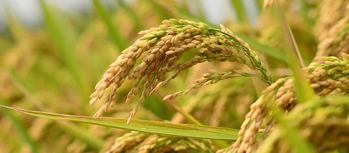 rice husk recycles by briquette machine