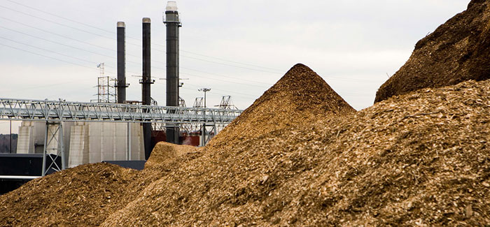 the waste sawdust in power station