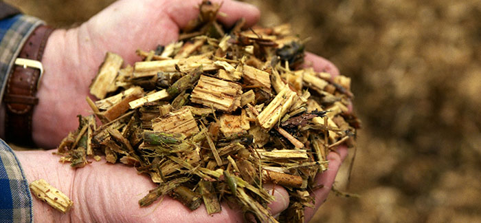 a man holds wet hard wood chips in both hands